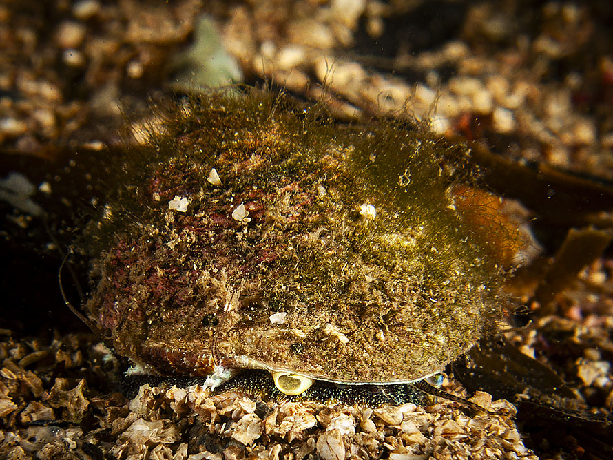 Gibbula magus